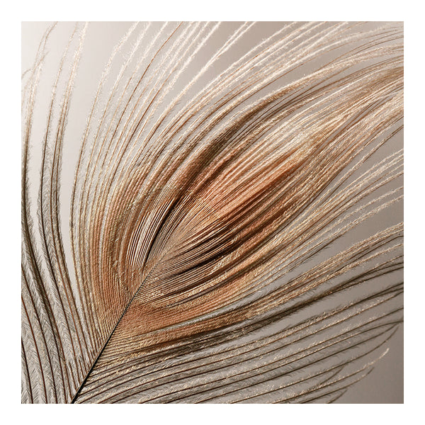 Modern Fine Art Photograph - Blush Feather #1