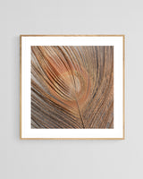 Modern Fine Art Photograph - Blush Feather #2