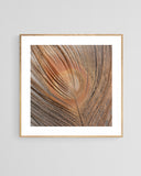 Modern Fine Art Photograph - Blush Feather #2