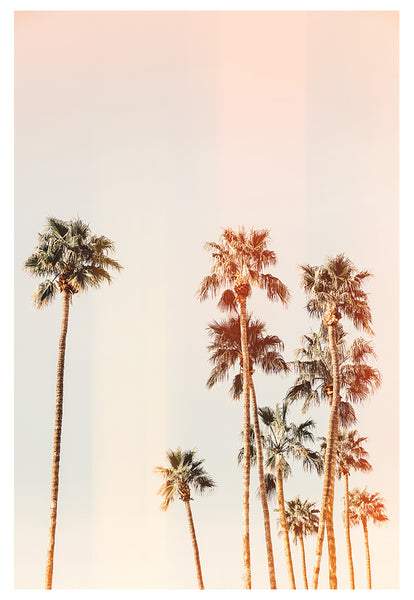 Modern Fine Art Photograph - California Palms #1