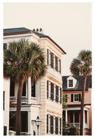 Charleston Palms - Fine Art Photograph