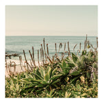 Modern Fine Art Photograph - Coastal Agave