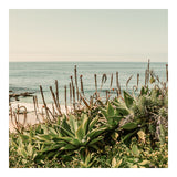 Modern Fine Art Photograph - Coastal Agave