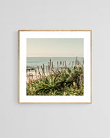 Modern Fine Art Photograph - Coastal Agave