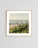 Modern Fine Art Photograph - Coastal Agave