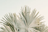 Modern Tropical Fine Art Photograph - Desert Palm