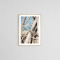 Modern Fine Art Photograph - Driftwood Shore