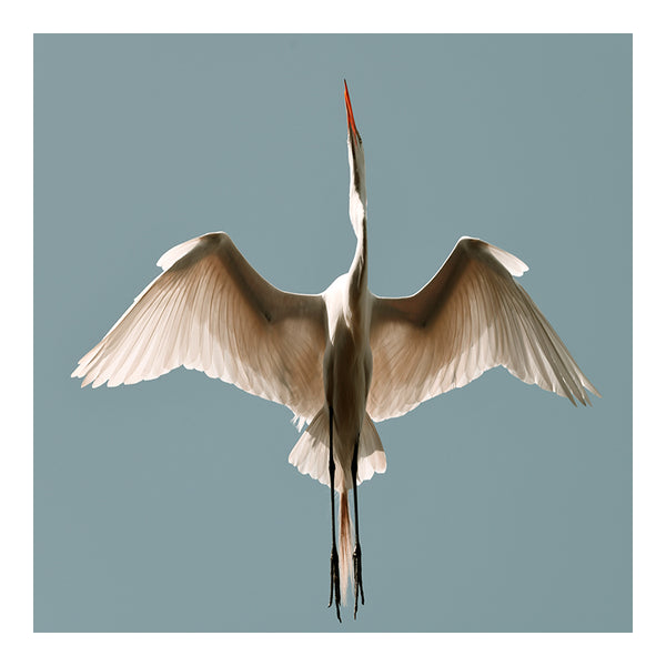 Modern Fine Art Photograph - Egret #14