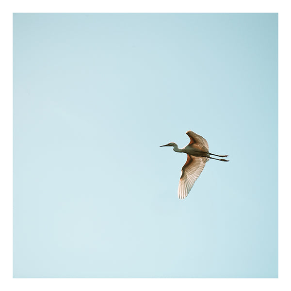 Modern Fine Art Photograph - Egret #7