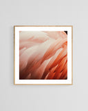Flamingo #13 - Fine Art Photograph
