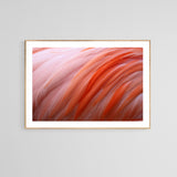 Flamingo #8 - Fine Art Photograph