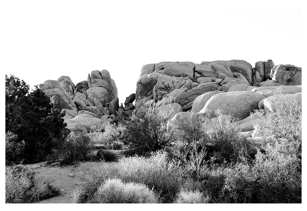 Modern Fine Art Photograph - Joshua Tree Black and White #2