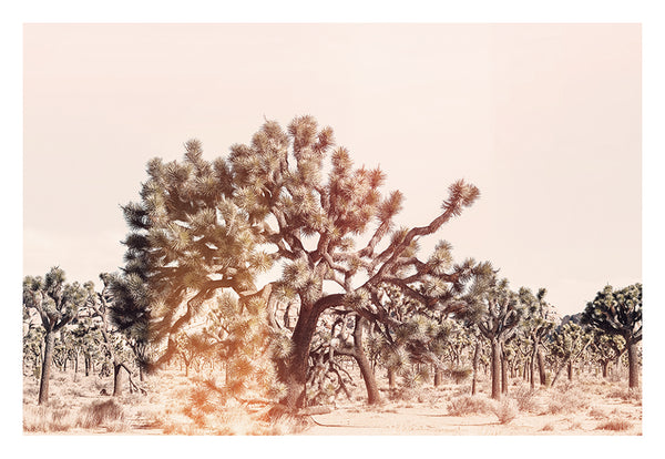 Modern Fine Art Photograph - Joshua Tree Flare #2