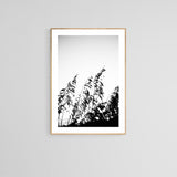 Modern Fine Art Photograph - Minimal Sea Oat #1