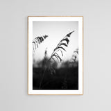 Modern Fine Art Photograph - Minimal Sea Oat #3