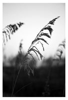 Modern Fine Art Photograph - Minimal Sea Oat #3