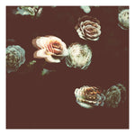 Fine Art Photograph - Modern Rose Garden