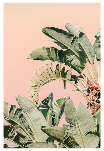 Modern Fine Art Photograph - Palm Beach #2