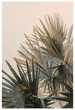 Modern Tropical Photograph - Palm Glow
