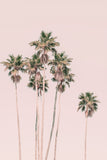 Modern Fine Art Photograph - Pink Palms