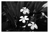 Modern Fine Art Photograph - Plumeria #1