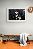 Modern Fine Art Photograph - Plumeria #1