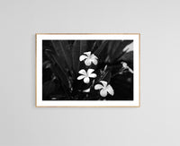 Modern Fine Art Photograph - Plumeria #1