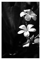 Modern Fine Art Photograph - Plumeria #2