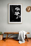 Modern Fine Art Photograph - Plumeria #2