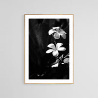 Modern Fine Art Photograph - Plumeria #2