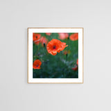 Modern Fine Art Photograph - Poppy Garden #1