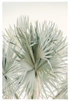 Modern Fine Art Photograph - Sage Summer