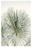 Modern Fine Art Photograph - Sage Summer