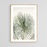 Modern Fine Art Photograph - Sage Summer