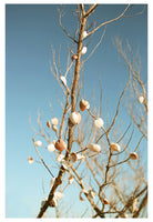 Modern Fine Art Photograph - Sea Shells In The Sky #2