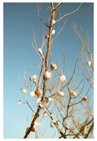 Modern Fine Art Photograph - Sea Shells In The Sky #2