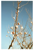 Modern Fine Art Photograph - Sea Shells In The Sky #2