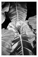 Modern Fine Art Photograph - Silver Leaf