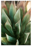 Modern Fine Art Photograph - Spring Agave #2