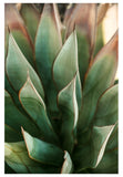 Modern Fine Art Photograph - Spring Agave #2