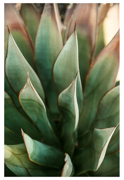 Modern Fine Art Photograph - Spring Agave #2