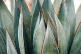 Modern Fine Art Photograph - Spring Agave #4