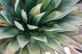 Modern Fine Art Photograph - Spring Agave #3