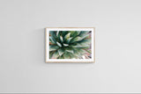 Modern Fine Art Photograph - Spring Agave #3