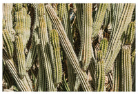 Modern Fine Art Photograph - Spring Cactus #1