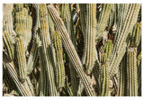 Modern Fine Art Photograph - Spring Cactus #1