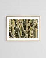 Modern Fine Art Photograph - Spring Cactus #1