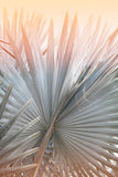 Modern Fine Art Photograph - Summer Romance