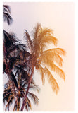 Modern Tropical Photograph - Venetian Palms
