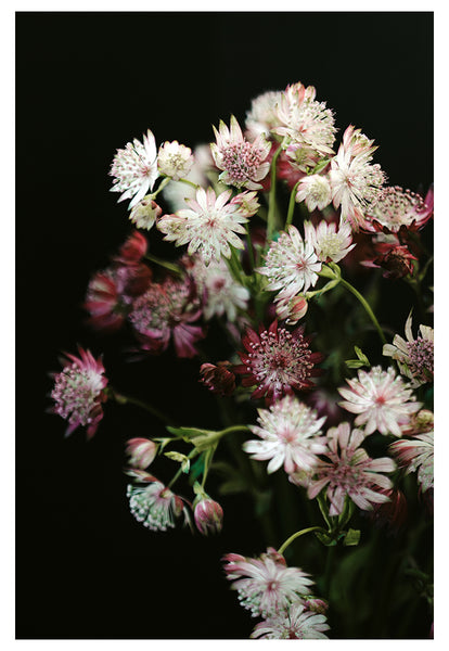 Modern Botanical Photograph - Winter Floral #1